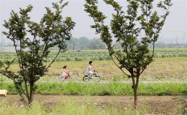 魔皆固碳障蔽“三件套”，城市碳中庸靠它们！